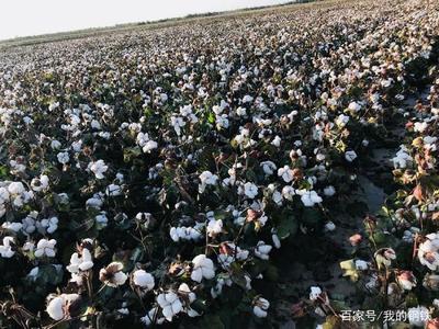 新疆籽棉价格