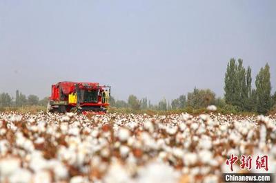 特写:新疆棉田里的一场新闻发布会 棉农“实话实说”